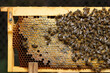Family bee insects on honeycomb frame open body beehive frames