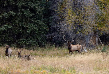 Sticker - Bull and Cow Elk in the Rut in Wyoming in Autumn