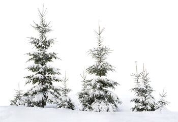 Wall Mural - fir trees covered snow on a white background with space for text. christmas trees in snow