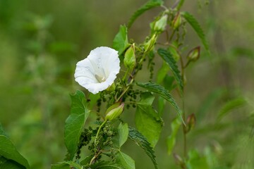 Poster - Closeup of a field bindweed flower