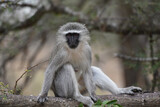 Fototapeta Konie - Vervet monkeys typically have a long tail and dark face, hands and feet