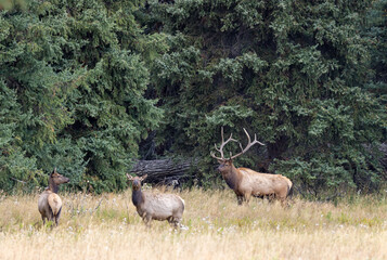 Wall Mural - Bull and Cow Elk in the Rut in Wyoming in Autumn