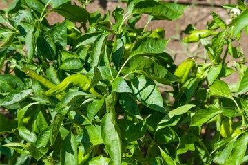 Naklejka na meble Closeup shot of peppers on a plantation