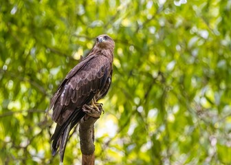 Sticker - Black Kite perched on a tree with green background