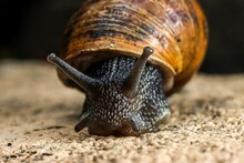Closeup Shot Of A Gray Snail With A Brown Shell And Long Tentacles On An Isolated Background