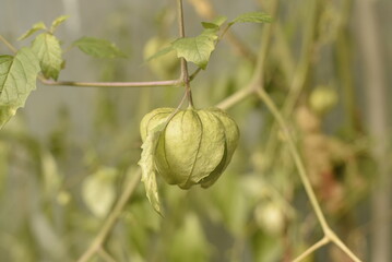 Closeup of green raw Mexican tomatoes in a greenhouse