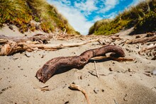 Closeup Shot Of A Broken Wooden Branch On The Sand On The Beach In Christchurch, New Zealand