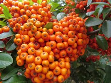 Closeup Shot Of Pyracantha Orange Berries