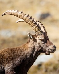 Wall Mural - Vertical shot of an Alpine ibex with big beautiful horns in the field