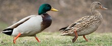 Mallard Ducks In And Around A Pond