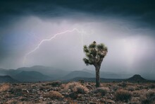Joshua Tree Growing In A Deserted Land Before The Thunderstorm