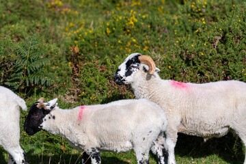 Canvas Print - Flock of sheep grazing in a grassy meadow