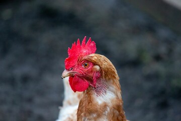 Poster - Closeup of a rooster on a blurry background in a coop