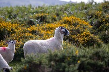 White Sheep Walking Among The Shrubs With Yellow Flowers