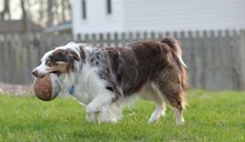 Close-up Shot Of A Blue-eyed Border Collie Carrying A Ball In Its Mouth