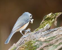 Closeup Of A Tufted Titmouse With A Peanut On The Branch In Dover, Tennessee (Baeolophus Bicolor)