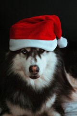 Wall Mural - Vertical portrait of a Siberian Husky with heterochromia with a red Christmas hat laying on the bed