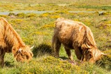 Fototapeta Sawanna - Pair of fluffy brown highlands cows grazing on a rural field