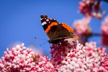 Selective Focus Shot Of A Vanessa Atalanta Butterfly On Pink Viburnum Flowers