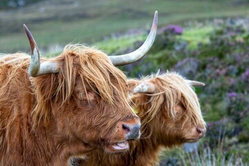 Canvas Print - Couple of Scottish cows in the grassland from the side