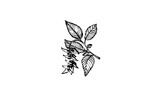 Fototapeta  - liście roślin bez tła