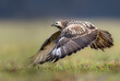 Common buzzard bird ( Buteo buteo )