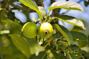 green apples on the tree