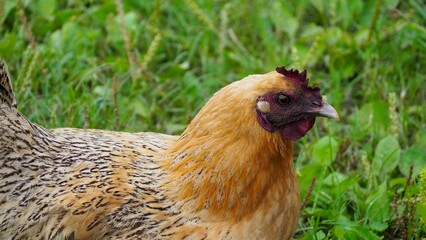 Poster - Closeup of a chicken in green grass