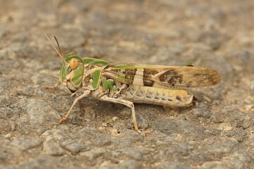 Sticker - Closeup of an adult grasshopper (oedaleus decorus) isolated on the stone