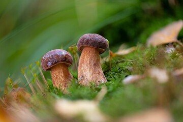 Closeup of two young bay bolete mushrooms (Imleria badia) in moss