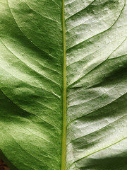 Close-up of a green leaf with a beautiful pattern