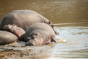 Sticker - Closeup shot of a group of big hippos in the lake in a Kruger National Park