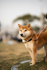 Sticker - Selective focus shot of a Shiba Inu dog on a leash standing in a park