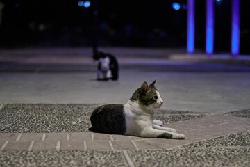 Wall Mural - Closeup of a black-white cat lying on the street with illuminated blue lights at night