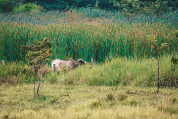 Poster - wild cow in the meadw