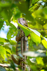 Poster - Wild iguana 