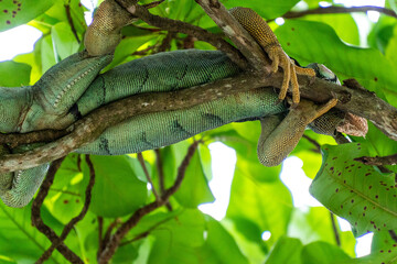 Poster - Wild iguana in a tree 