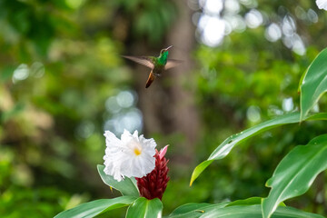 Poster - hummingbird on a flower