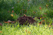 A Fresh Molehill In The Grass
