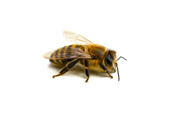 Wall Mural - One bee on a white isolated background. Isolate. Macro photography. Selective focus