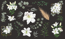 Vector Grass And Flower Set. Eucalyptus, Different Plants And Leaves, Dry Wood. White Lily Flowers, Branches With Flowers, Compositions With Gold Frames 