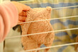 female hands of middle-aged woman close-up hang wet washed linen, bra on wire dryer, gentle hand washing of lacy underwear, housewife at homework, selective focus at shallow depth of field