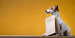 Portrait of a Jack Russell Terrier dog with a paper bag in his mouth on a yellow background. Copy space.