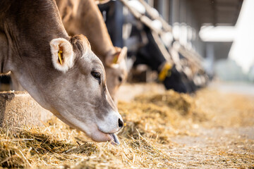 Wall Mural - Cattle breeding and cows eating silage at the farm.