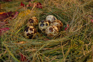 Wall Mural - quail eggs in the nest against the background of hay and dry leaves