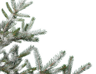 Wall Mural - new year and christmas decorations, christmas fir branches