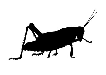 Wall Mural - silhouette of grasshopper, cricket, locust - vector icon