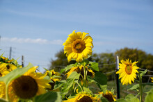 Visting A Sunflower Farm. Sunflower Has Many Advantages For Eating, Feeding Livestock, And Aesthetics. The Sunflower Seed In The Center Of The Flower Provides A Wealth Of Nutrition When Dried.