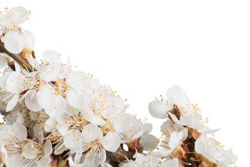 Beautiful natural blooming tree spring flowers.