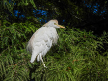 Cattle Egret Standing On A Tree Branch